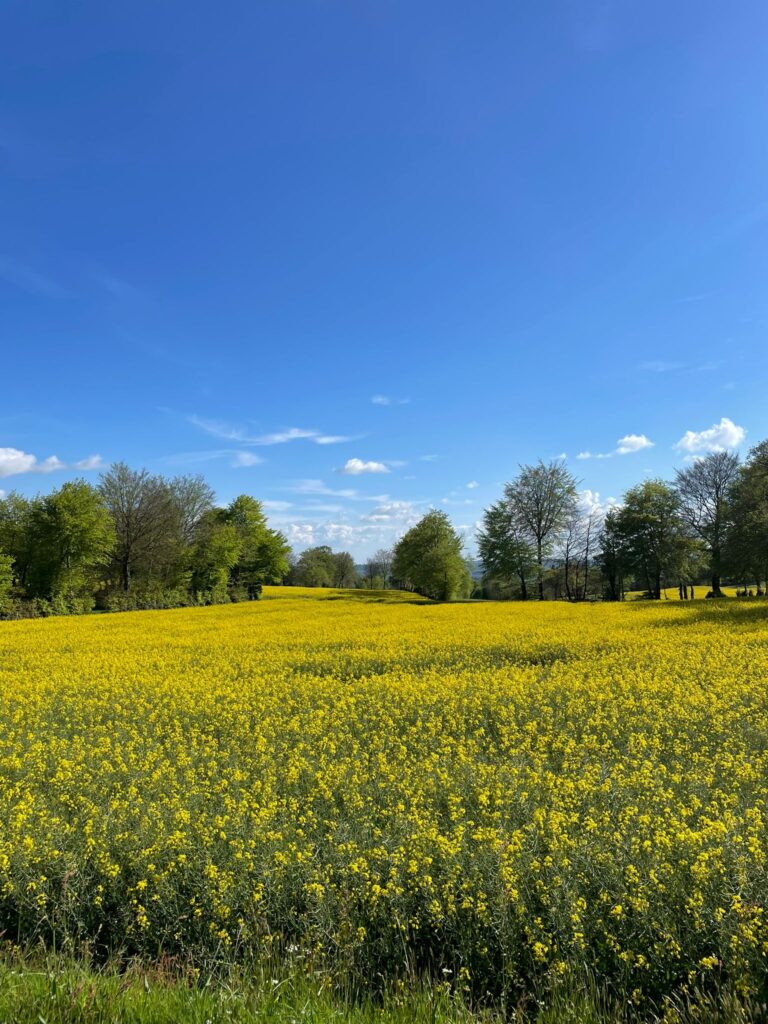 WhatsApp Image 2024-05-12 at 14.34.07